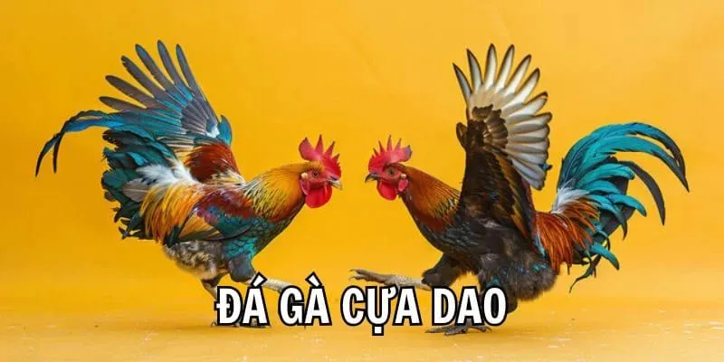 Ưu điểm nổi bật khi chọn đá gà cựa dao